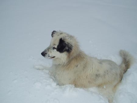 mOn ptit chien!!!